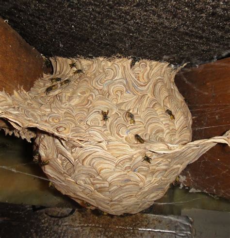 Wasp Nest Specialist