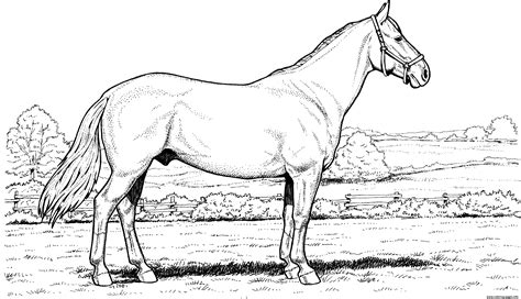 horse  field coloring page printable