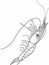 Crostacei Krill Schalentiere Tiere Bones Stampa Malvorlage Kategorien sketch template