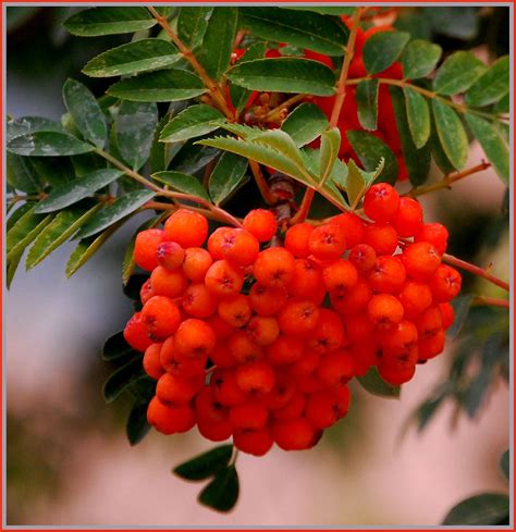 orange berries  orange berry tree   fall   flickr