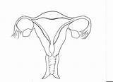 Reproductive Unlabeled Organs Ovary Diagrams Getdrawings Labeled Sexinfo Cattle sketch template