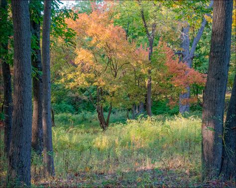 fall foliage photography images  cameras