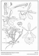 Epidendrum Dodson Difforme Salazar sketch template