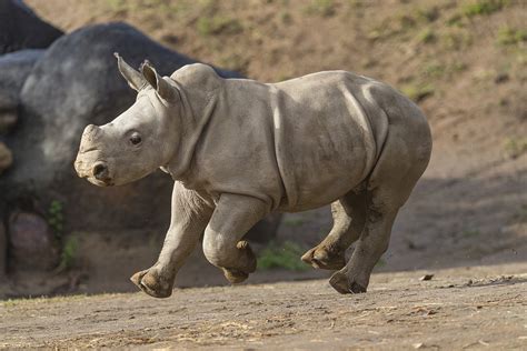 southern white rhino baby future   exhibit  safari park