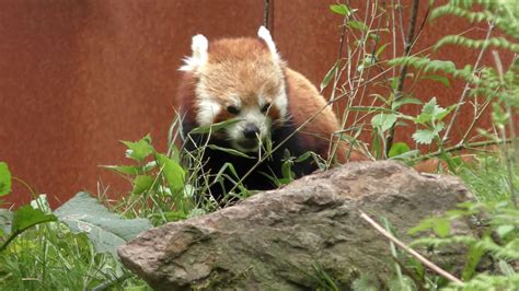 rode panda op de grond safaripark beekse bergen youtube