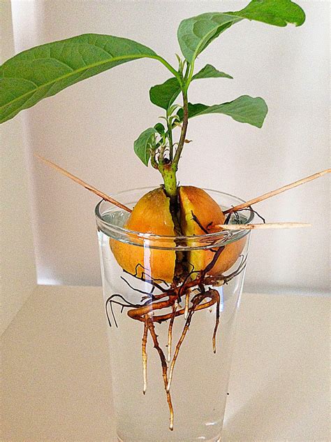 Daughter Of Pearl How To Grow An Avocado Tree From Seed