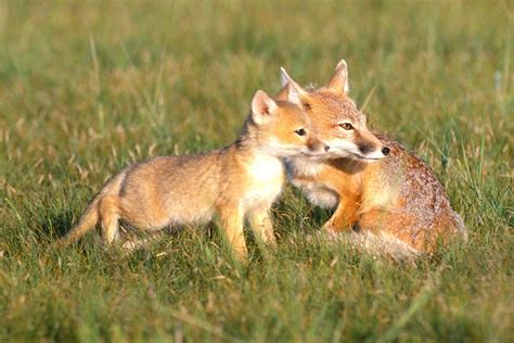 swift fox  north americas smallest fox outdoors journalstarcom