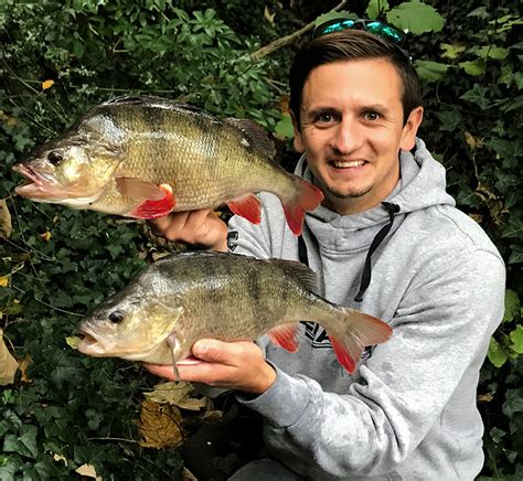 monster week for perch — angling times