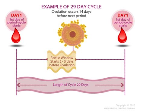 Ovulation Means Bleeding Ovulation Signs