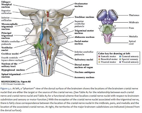 cranial nerves brainstem model
