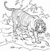 Tiger Sumatran Coloring Pages Drawing Tigers Village Climb Down Tree Into Drawings Detroit Da Print Draw Habitat Google Ara Getdrawings sketch template
