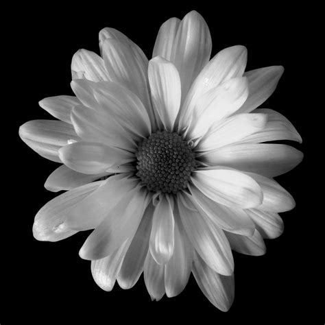 classic black  white flowers art photo web studio