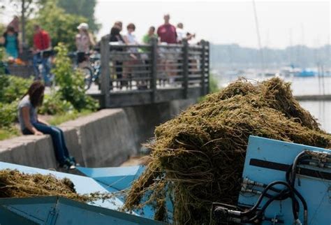 weeds clog minnesota lakes earlier  year mpr news