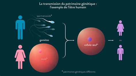 La Transmission Du Patrimoine Génétique Cours De Svt