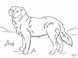 Golden Retriever Coloring Pages Dog Printable Drawing Dogs Cute Print Retrievers Puppies Puppy Lab Color Labrador Supercoloring Super Book Getdrawings sketch template
