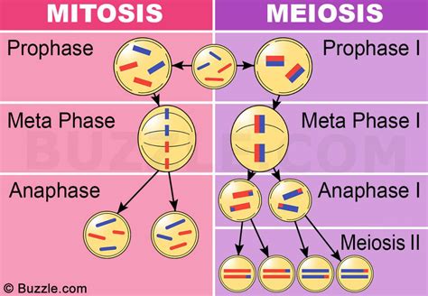 mitosis meiosis y reproducción biología