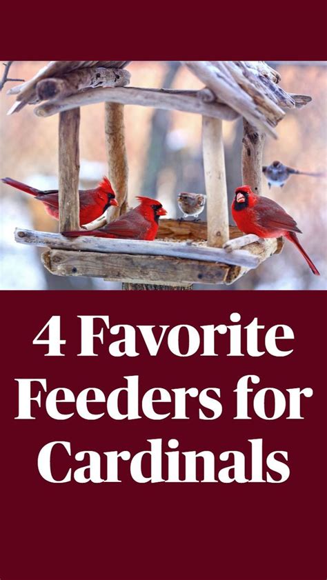 bird feeders     attracting northern cardinals   yard