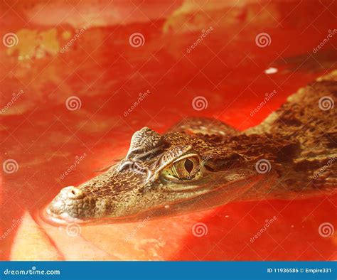 kaaiman stock foto image  roofdier gevaarlijk alligator