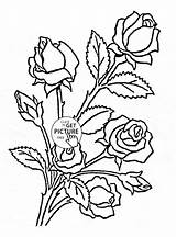 Coloring Rose Pages Bush Flower Archives Getcolorings sketch template