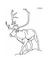 Coloring Caribou Arctic Tundra Pages sketch template