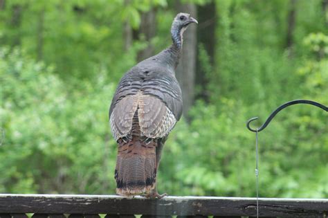 Wild Turkey Help Me Identify A North American Bird