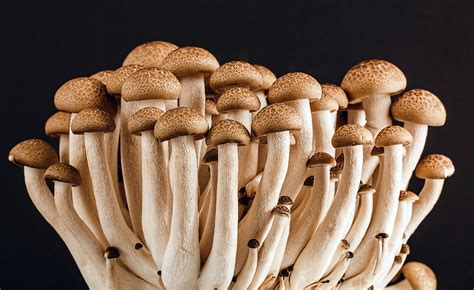 la culture des champignons en jardin foret atmosvert