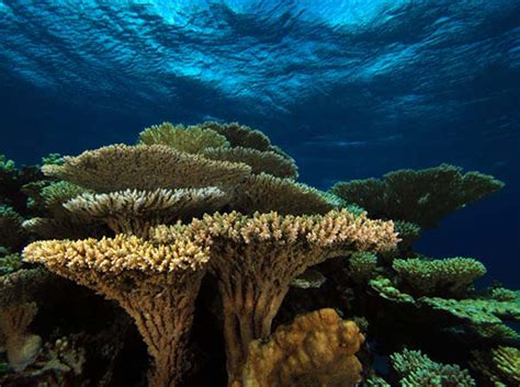 coral reefs  science