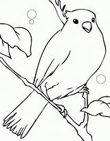 Desene Colorat Pasari Planse Ptaki Canar Salbatice Canary Imagini Animale Kolorowanki Dla Kolorowanka Fise Pitigoi Educatia Conteaza sketch template