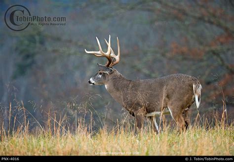 point buck deer pnx