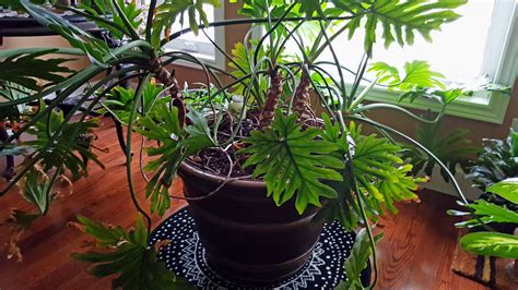 transplanting  lacy tree philodendron     repot tree