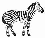 Zebra Animals Drawing Coloring sketch template