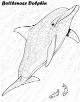 Dolphin Bottlenose Mermaid sketch template