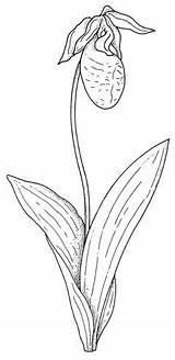 Slipper Orchid Gables Ladys sketch template