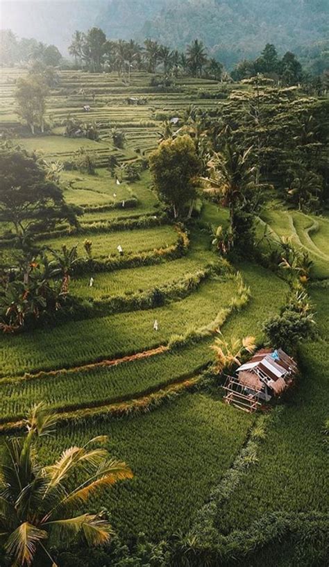 5 Eye Soothing Rice Fields You Should Visit In Bali Artofit