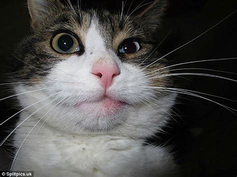 femail shares photos of cats stung by bees daily mail online