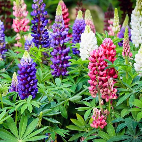 lupine large leaved lupine mixed seeds lupinus polyphyllus