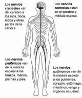 Sistema Nervioso Colorea Partes Nervios Circulatorio Medula Espinal Principales Ciencias sketch template
