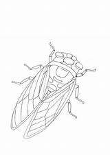 Cicada Cigales Coloriages Printmania sketch template
