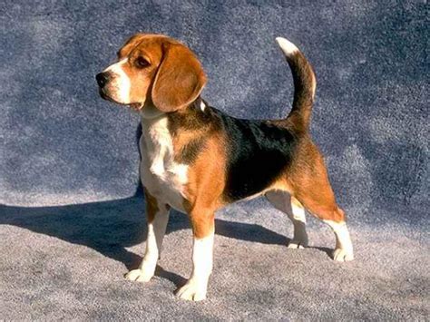Difference Between Beagle And Basset Hound