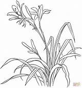 Lily Coloring Pages Easter Tiger Lilies Hemerocallis Field Drawing Drawings Color 1083 83kb Printable Print Spp sketch template