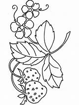Strawberry Coloring Pages Berries Plant Printable Getcolorings Getdrawings sketch template