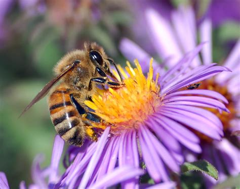 fileeuropean honey bee extracts nectarjpg wikipedia