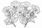 Rhododendron Drawing Shrubs Trees Bean Choose Board Flower Franch sketch template