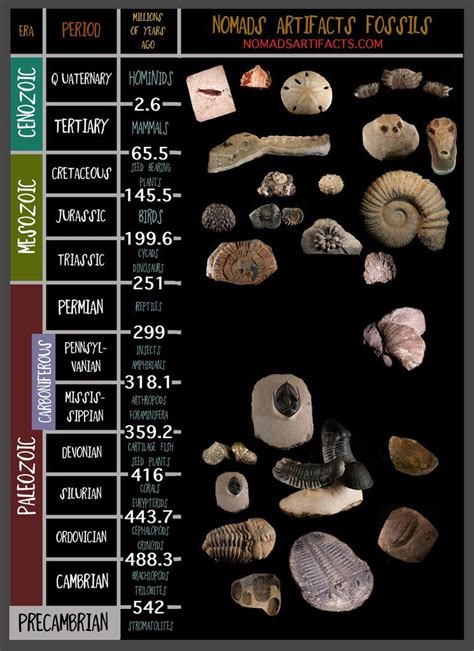 geologic time scale fossils timeline timetoast timelines sexiz pix