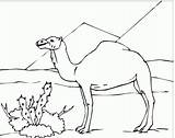 Desert Camel Coloring Pages Kids Sahara Drawing Animals Camels Animal Clipart Colouring Sphinx Clip Sketch Color Sketches Printable Getcolorings Popular sketch template