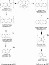 Anthracene Degradation Halophilic Pathway Cryptococcus Strain Mr22 Halomonas Compounds sketch template