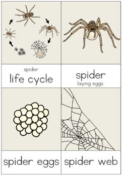 spider life cycle nomenclature cards   blue orange tpt