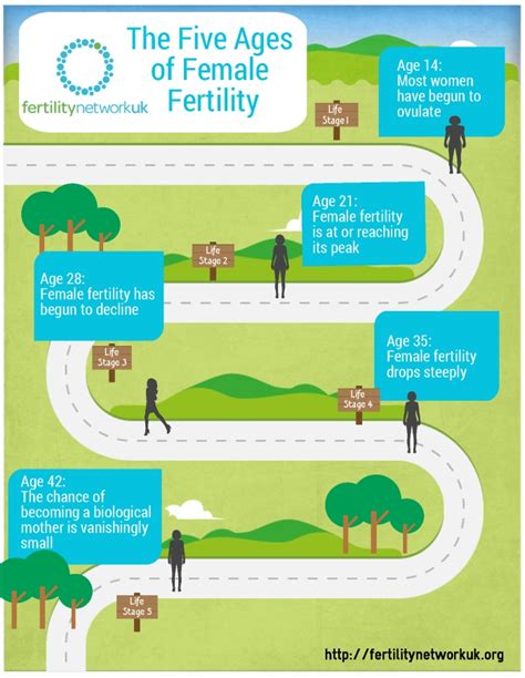 the five ages of female fertility fertility network
