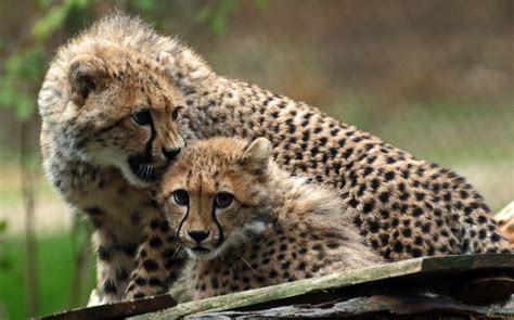 cheetah  beekse bergen jna safi kok flickr