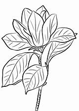 Magnolia Coloring Pages Printable Getcolorings Getdrawings Color sketch template